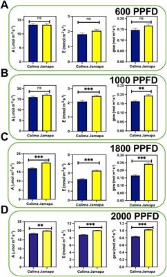 Cell size differences affect photosynthetic capacity in a Mesoamerican and an Andean genotype of Phaseolus vulgaris L.